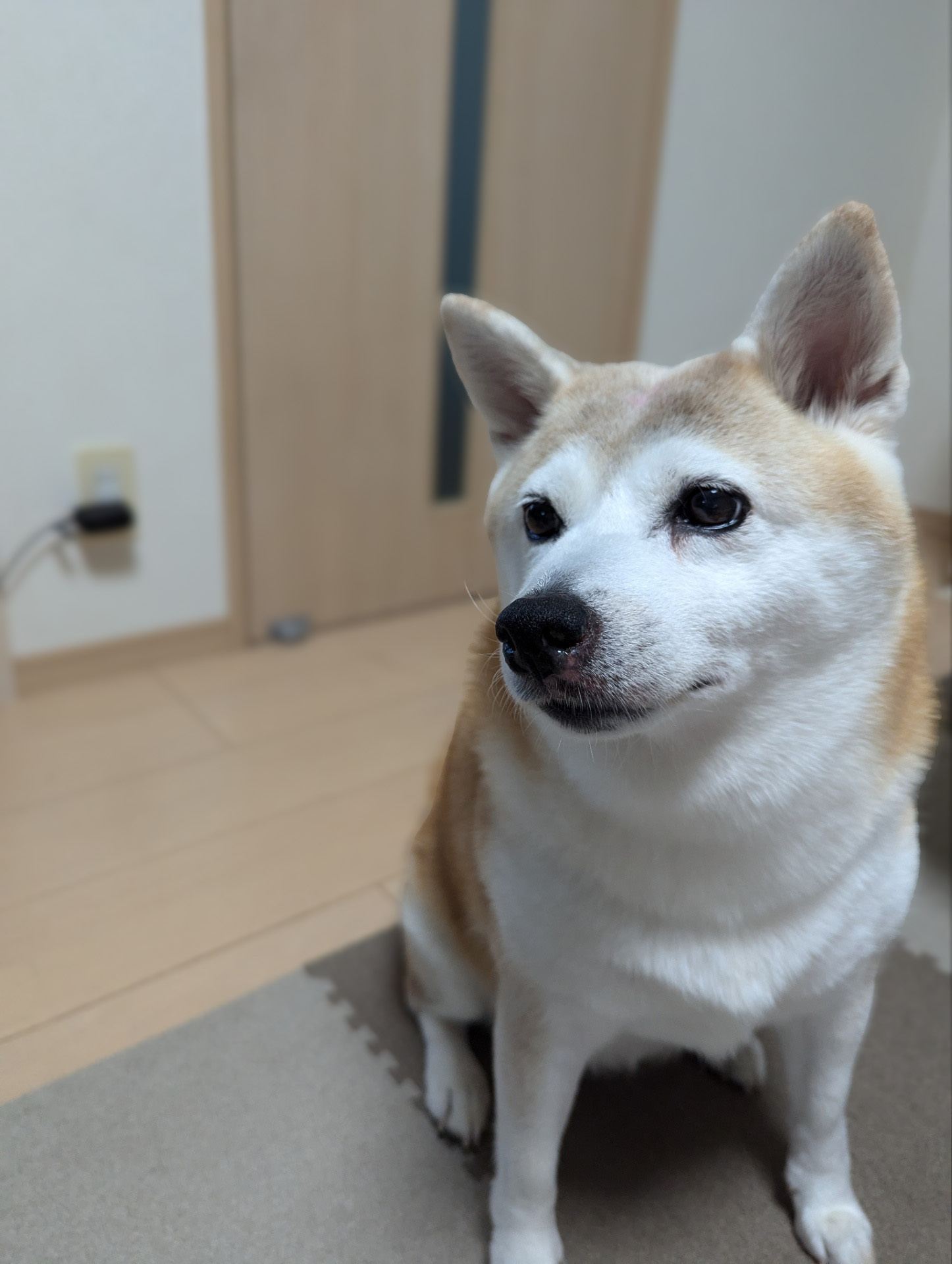 美月不動産＿看板犬の「MIZUKI」です。